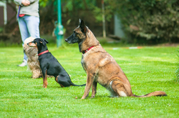 Obedience Kurs