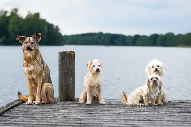 Hunde